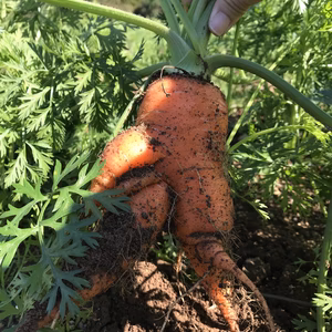 ☆うまみたっぷり☆人参B品～C品【5㎏】（葉なし）