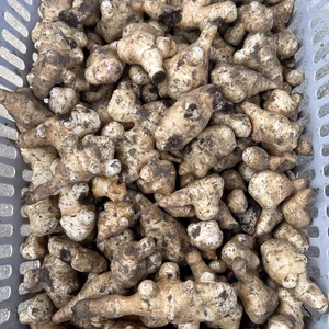 菊芋原種白遺伝子組み換えなし！