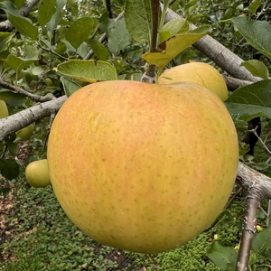 黄色い逸品！岩手江刺産【トキ】★★★贈答品