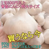 【母の日ギフト♡買わなきゃ損❗】青森ミネラルにんにく大玉1キロ（農家レシピ付）
