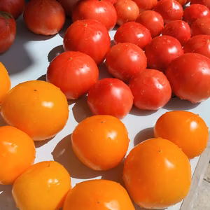 【送料無料‼︎】大玉トマト赤黄色ミックス‼︎２キロ箱に入るだけ‼︎