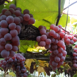 自然栽培デラウェア　2.4kg