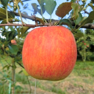 訳あり シナノドルチェ  小玉   約３ｋｇ