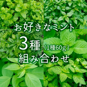 ミント（バジル）3種セット（採れたて即日発送 / クール便）※オマケ付き