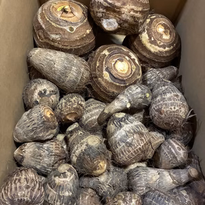 かゆくならないと評判！おおふくの里芋と親芋(頭芋)の親子セット農薬不使用