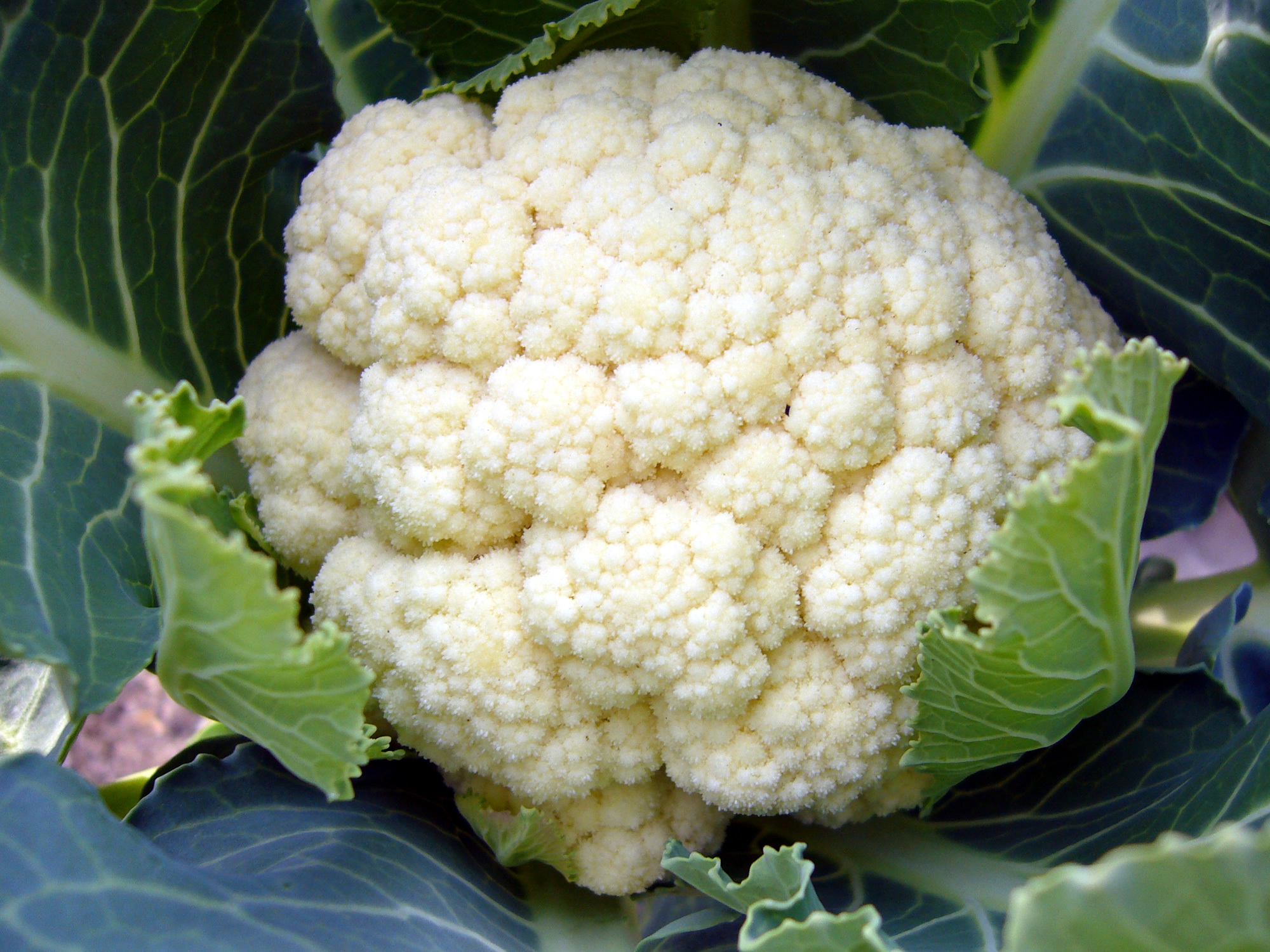 野菜の産直通販・お取り寄せ商品｜ポケットマルシェ｜産地直送で