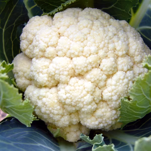 【特選！シチューの具野菜セット、6種類前後たっぷり7〜8人分！】無農薬野菜