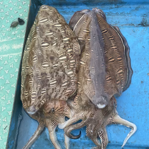 モンゴウイカ　紋甲イカ　カミナリイカ