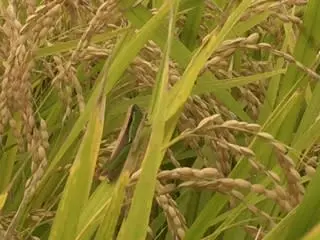 新米❕【令和5年産】ひとめぼれ精米