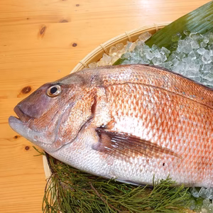 こもこもShop品質【愛媛県産】『海の鯛陽(養殖マダイ大サイズ)』神経〆付