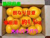 静岡県産　樹なり甘夏　家庭用　約4.5㎏