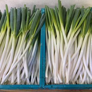 【訳あり特価】産地直送 旬の深谷ねぎをお得にお届け！！