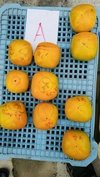 (自家用)和歌山県産たねなし柿M・Lサイズ(18個～20個)<柿チャレンジ>