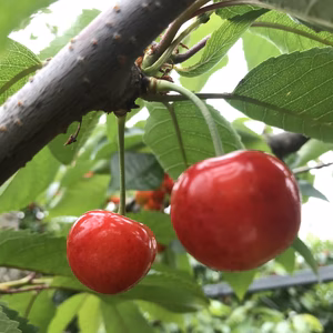 【7月中旬発送】北海道仁木町産さくらんぼ（紅秀峰）600ｇ