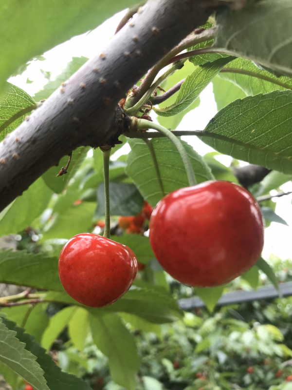 【7月中旬発送】予約受付中★北海道仁木町産さくらんぼ（紅秀峰）600ｇ