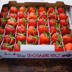 【恋みのり】大きめイチゴ（3L以上）！イチゴで想いを届ける！
