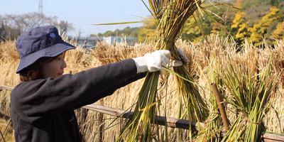 【産地訪問レポ】古代米の収穫体験をしてきました！