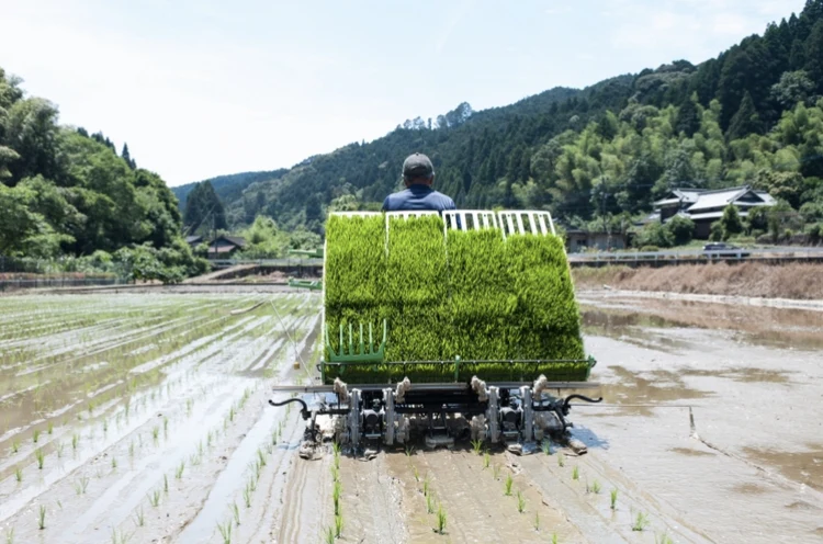 【令和5年産 新米】九州以外でほぼ入手困難/熊本のうまい特別栽培米 鶴喰米