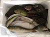 小豆島の海の恵み。旬のお魚お任せ鮮魚スタンダードセットＰ（7～15匹）