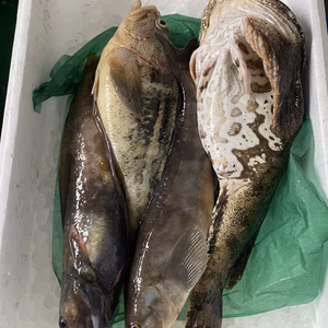 本日水揚げ‼️船上神経〆鮮魚ガチャ❗️　エラ、内蔵処理　