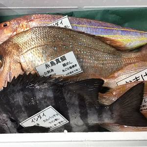 終了間近❗市場価格緊急値下げ！6月限定！糸島漁師の厳選おまかせセット3匹