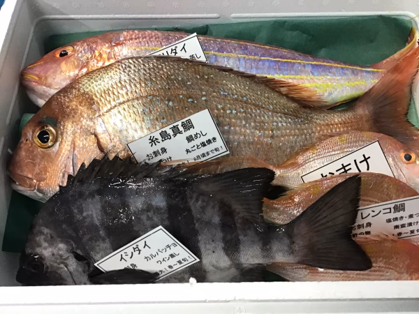 終了間近❗市場価格緊急値下げ！6月限定！糸島漁師の厳選おまかせセット3匹