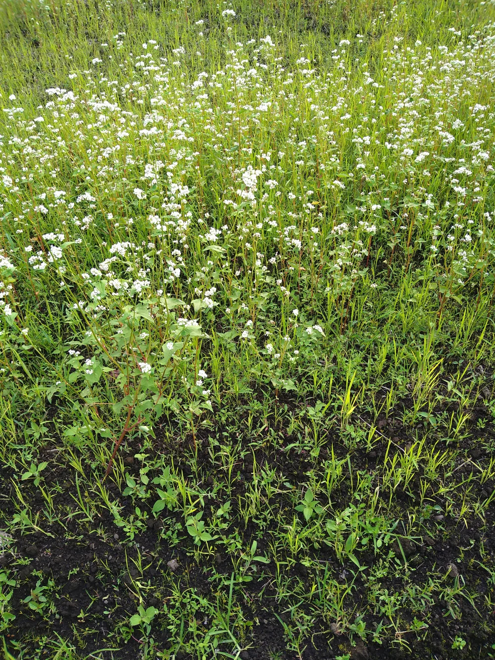 宮崎県産そばの実（丸抜き）２００ｇ