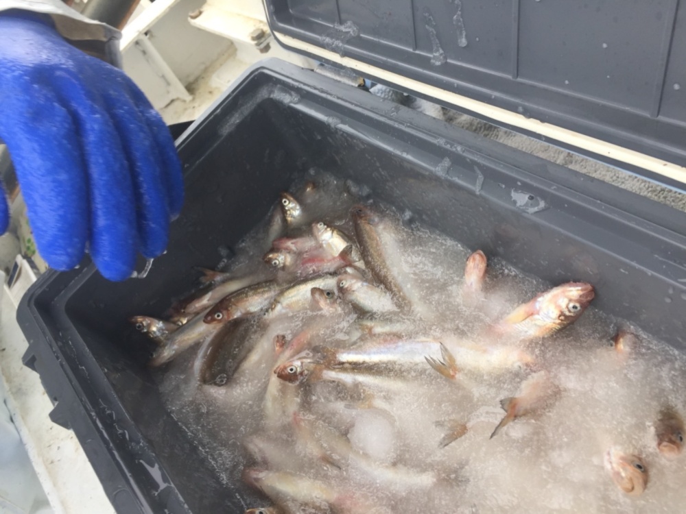 北海道十勝広尾産 船上直送 生の本ししゃも 農家漁師から産地直送の通販 ポケットマルシェ