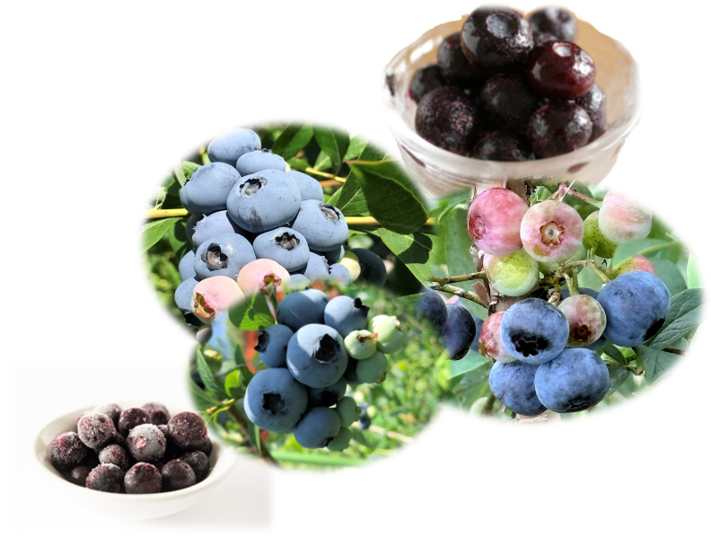 完熟のまま手摘み選別した冷凍ブルーベリー：2品種（125gの2パック