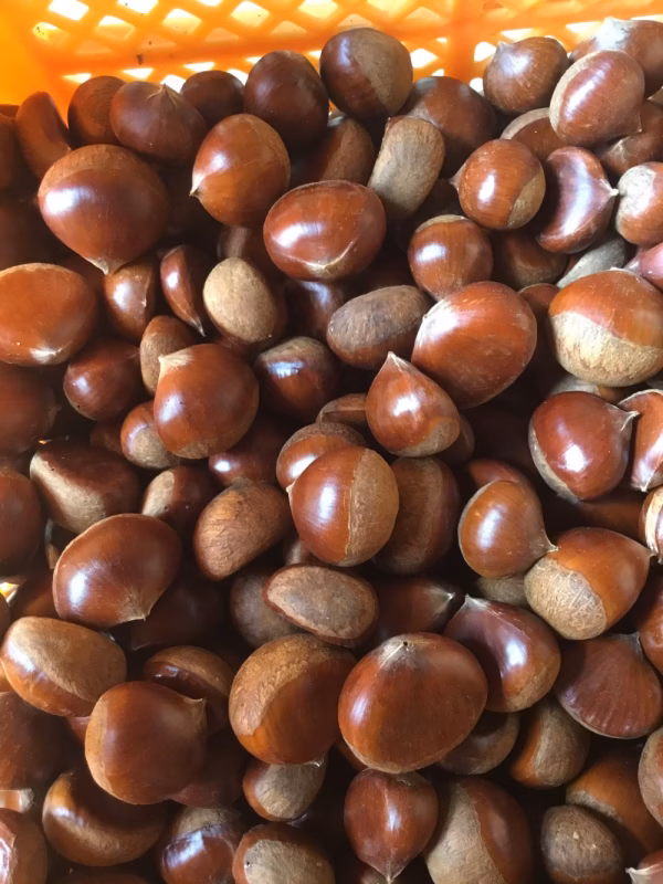 お山で育った自然の栗(大きさ無選別)1kgと訳あり生姜1kg