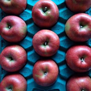 【信州飯綱産シナノスイート】甘くてシャキ！シャキ！　自家用