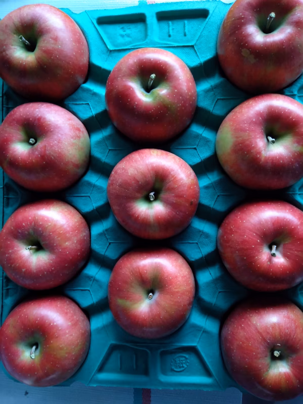 【信州飯綱産シナノスイート】甘くてシャキ！シャキ！　自家用