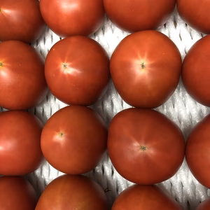 毎日食べたくなっちゃう濃厚トマト(約2kg〜)
