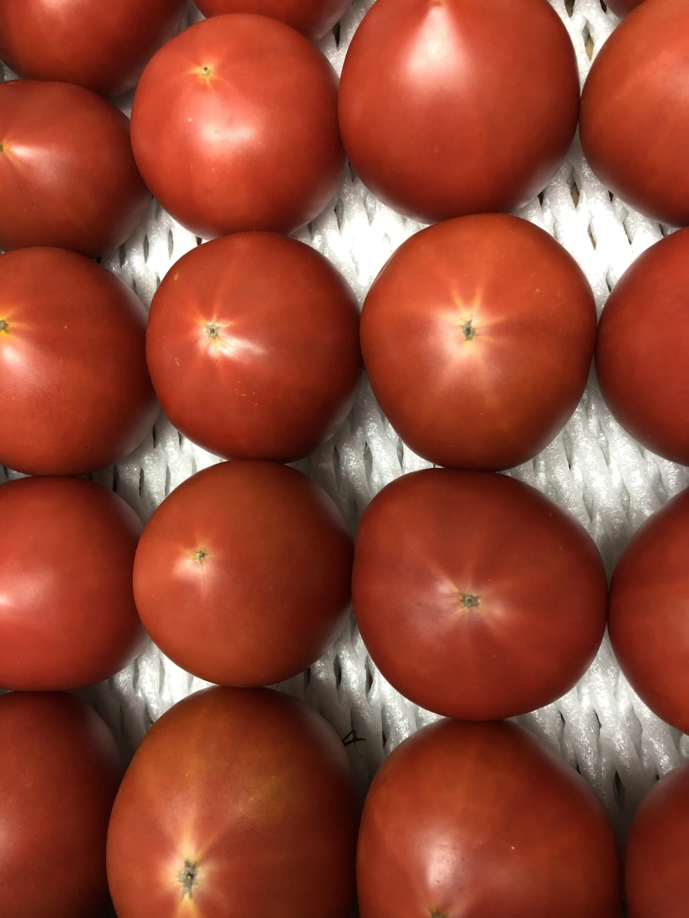 毎日食べたくなっちゃう濃厚トマト(約2kg〜)
