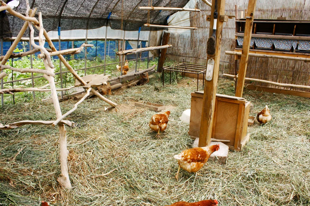 20個入　北海道ハッピープレイス　放し飼いコッコちゃんのハッピーたまご