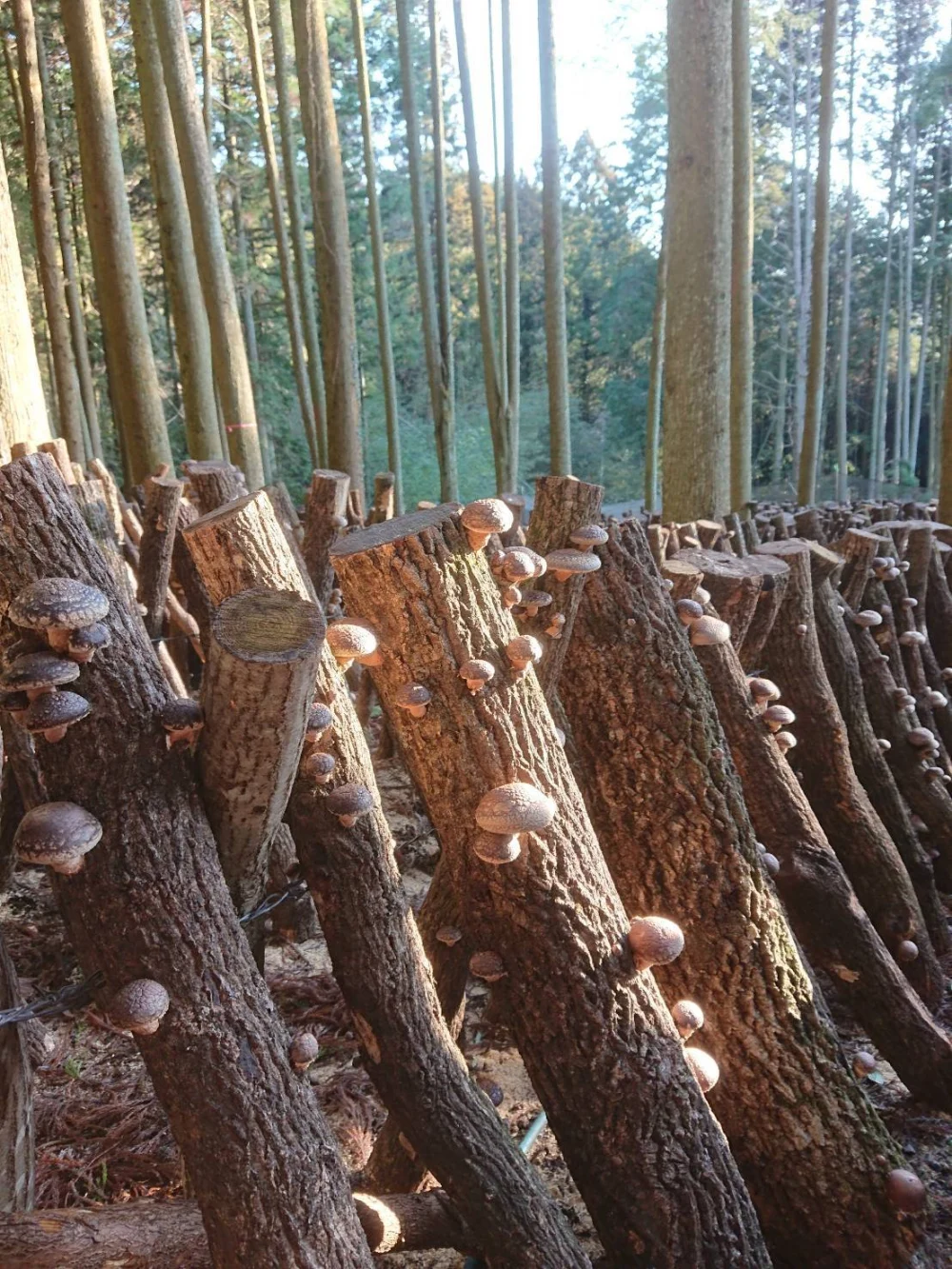 ☆大分県産原木しいたけ1kg☆ステーキなどに!(冷蔵)