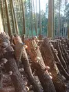 ☆大分県産原木しいたけ1kg☆ステーキなどに!(冷蔵)