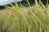 ササニシキ　農薬不使用　有機肥料使用　２０２３年産　有機ＪＡＳ　