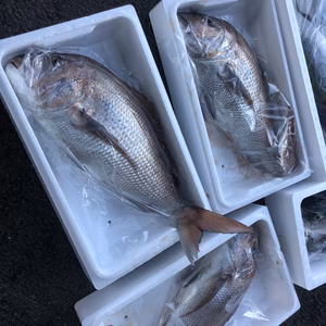 山口県産、天然真鯛 特大！大特価