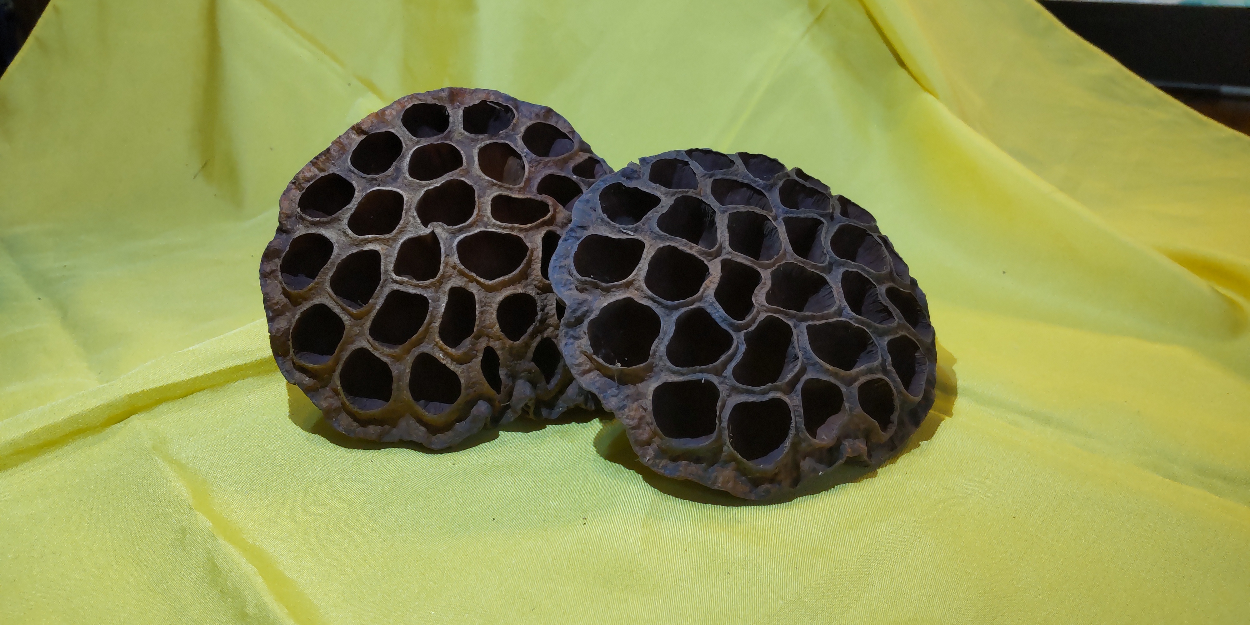 貴重】蓮の花 ドライ花托(かたく)｜その他の花・観葉植物の商品詳細