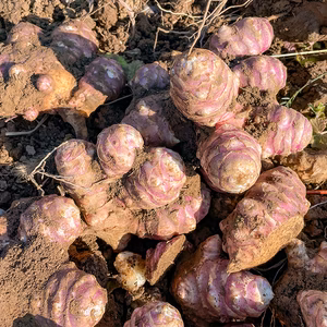 【種芋・今だけ】紅菊芋 種芋5kg／10kg 3月〜4月植え付け適期 放任栽培◎