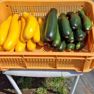 かまちゃん農園のズッキニーとすじなしインゲンのセット❣