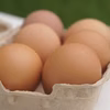 太陽をたっぷり浴びてのびのびとすごす鶏のＥＭ平飼いたまご36個(6×6p)