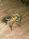 日本ミツバチの生はちみつ　希和蜜（重箱採蜜）