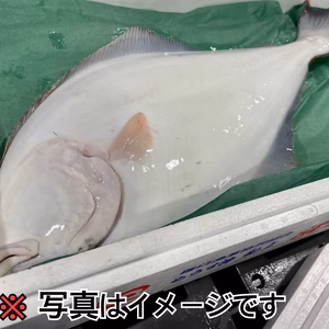 【知床羅臼直送】1.5kg オヒョウ オマケ付き 神経締め