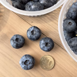ブルーベリー
