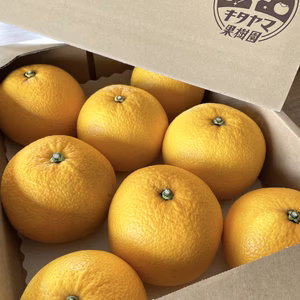 【2月中旬発送】八朔(はっさく) 3.5kg前後 8〜11玉入り　Lサイズ以上