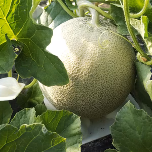 アンデスメロン