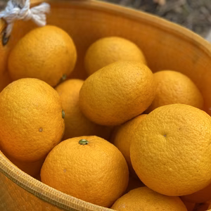 熊本県産　無農薬甘夏10kg