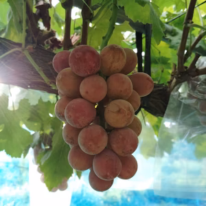 【訳あり】安芸クイーン2kg